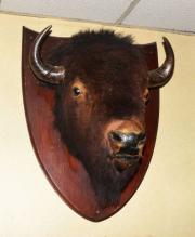 Mounted Bison Heads