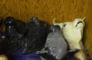 Cow Heads