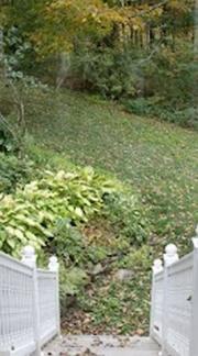 Mature Shrubery