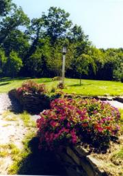 Mature Trees and Shrubs