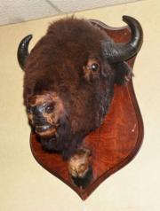 Bison